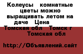 Колеусы - комнатные цветы,можно выращивать летом на даче › Цена ­ 100 - Томская обл., Томск г.  »    . Томская обл.